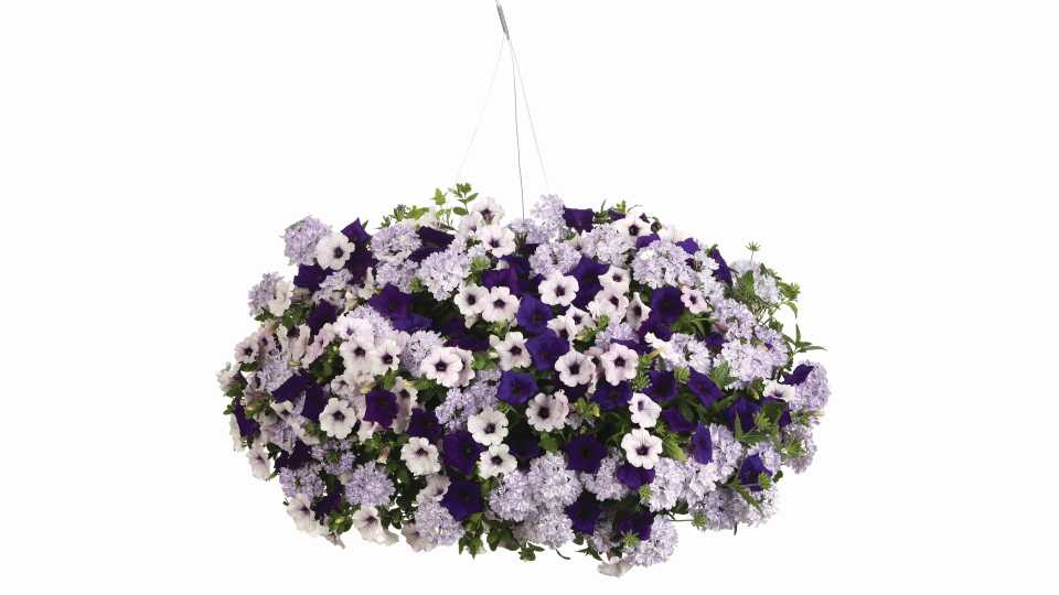 Do You Lilac It? (Proven Winners/Four Star Greenhouse)