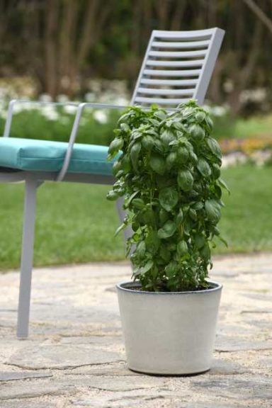 Basil 'Everleaf Emerald Tower' (PanAmerican Seed-Handpicked Vegetables)