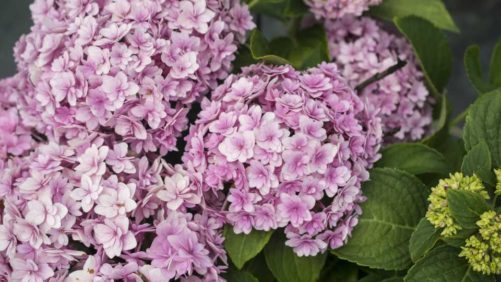 New Varieties to Consider for Your Crop Mix in 2020