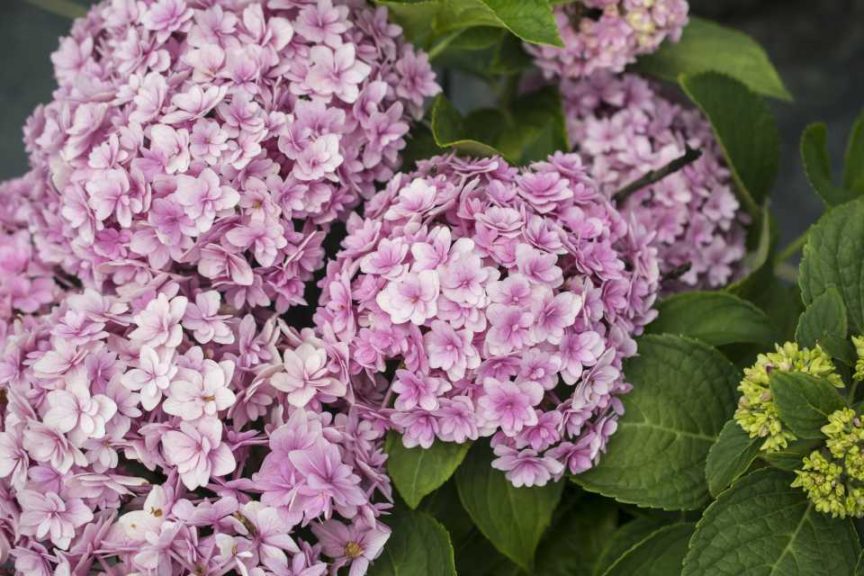 Hydrangea 'Double Down' (Star Roses and Plants)