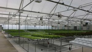 17 Greenhouse Designs You Should Consider When Upgrading