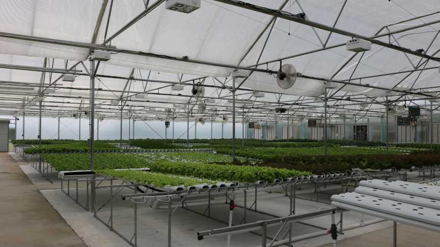 Liberty Greenhouse (Merchney Greenhouses)