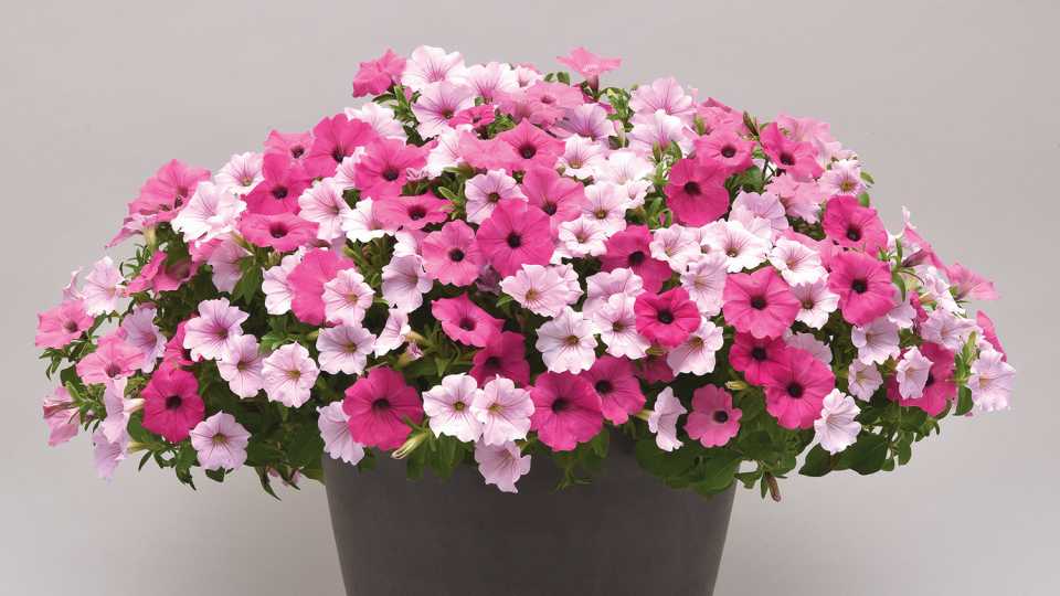 MixMasters Rush Hour (Ball FloraPlant)