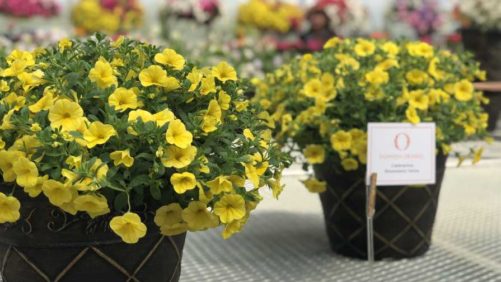 Highlights From the Second Annual New Blooms Event in Canada