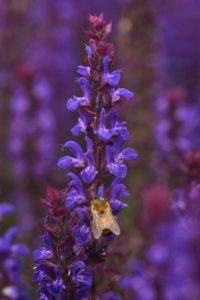Salvia 'Salvatore Blue' (Kieft Seed)