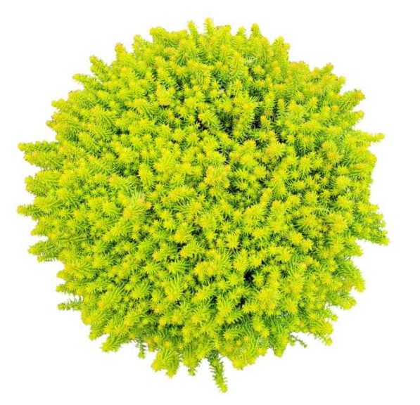 Sedum 'Angelina's Teacup' (Emerald Coast Growers)