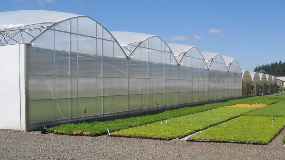 Rainbow Plus (Stuppy Greenhouse)