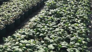 New and Improved Options in Greenhouse Crop Protection