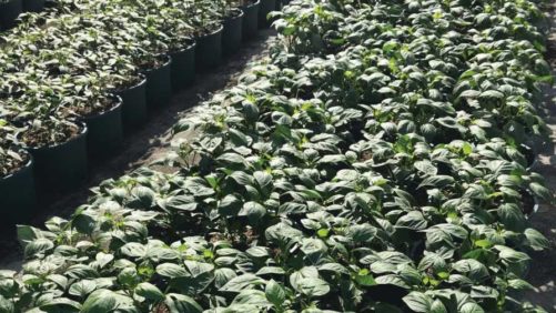 New and Improved Options in Greenhouse Crop Protection