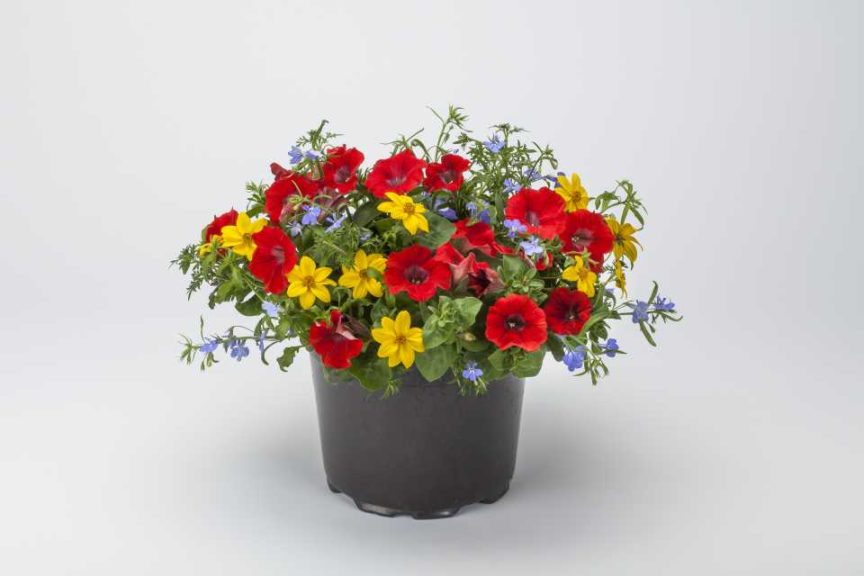 Fire and Ice Kwik Kombo (Syngenta Flowers)