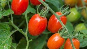 Five New Edibles Named AAS Winners