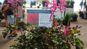 Leadership Team on the Grow at Bailey Nurseries