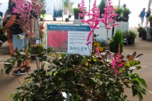Leadership Team on the Grow at Bailey