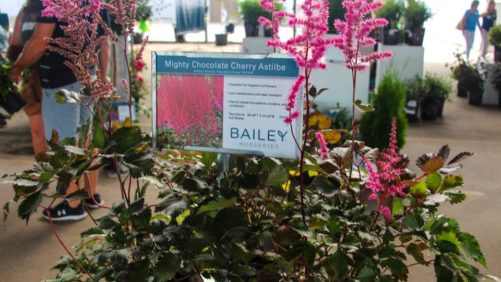 Leadership Team on the Grow at Bailey Nurseries
