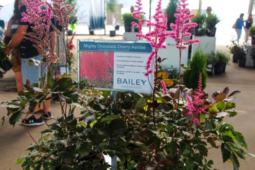Leadership Team on the Grow at Bailey