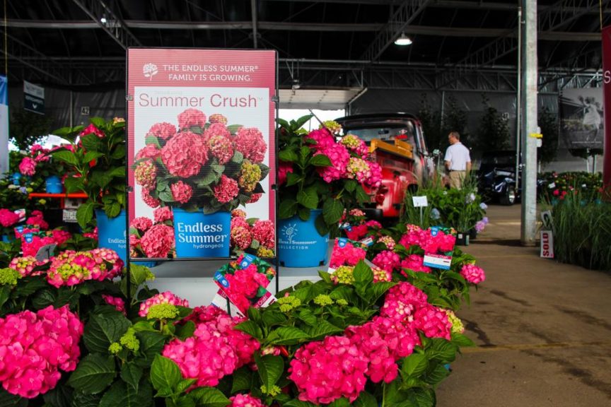 Endless Summer Summer Crush 