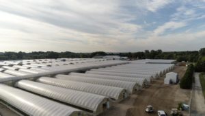 Bailey Nurseries 2019 Summer Expo Highlights New Varieties and Technology