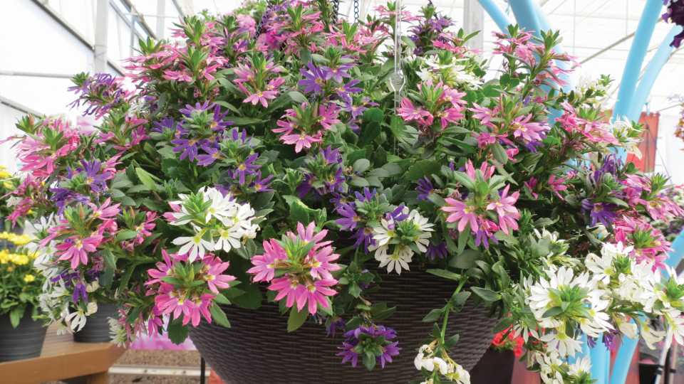 Disco Diva Mixer (Suntory Flowers)