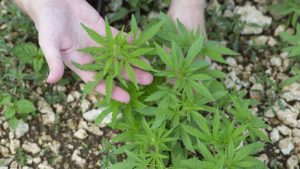 Griffin Greenhouse to Host New Hemp Grower Workshops