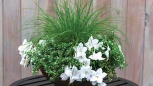Monochrome White Combination (Ernst Benary of America)