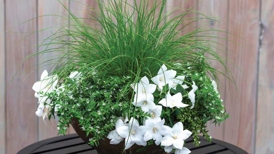 Monochrome White Combination (Ernst Benary of America)