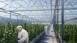 Facilities Don’t Grow Cannabis Plants, People Do