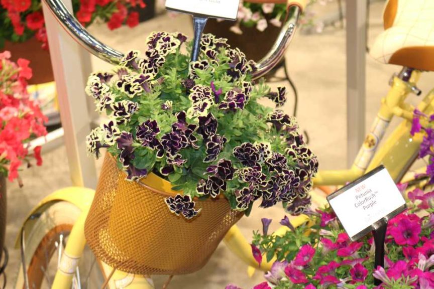 Petunia ‘Midnight Gold; (Ball FloraPlant)