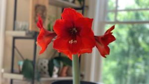 Amaryllis Demand Drives Expansion Project at Bloomaker