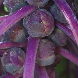 Brussels Sprouts Redarling (Burpee Home Gardens)