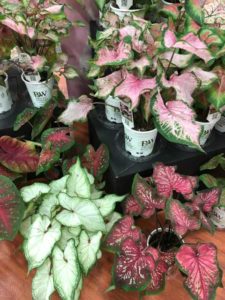 Caladium Heart to Heart Series (Proven Winners)