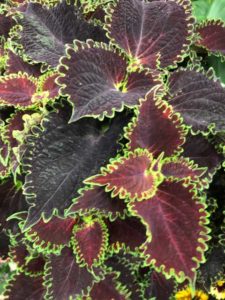 Coleus Solenostemon scutellarioides ‘ColorBlaze Wicked Witch’ (Walla Walla Nursery Co.)