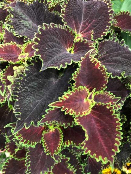 Coleus Solenostemon scutellarioides ‘ColorBlaze Wicked Witch’ (Walla Walla Nursery Co.)