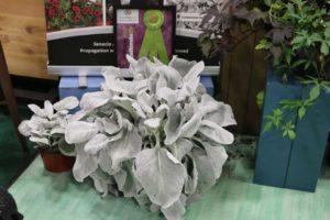 Senecio candicans ‘Senaw Angel Wings’ (Concept Plants)