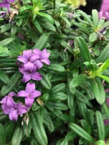 Daphne x medfordensis 'Lawrence Crocker' (Youngblood Nursery)
