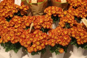 Chrysanthemum ’Rainbow Circus’ (Dümmen Orange)
