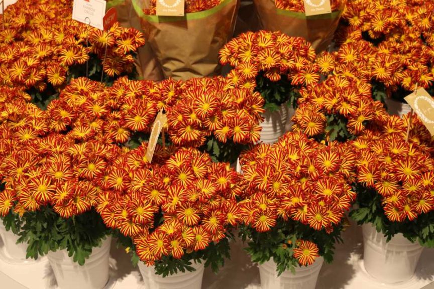 Chrysanthemum ’Rainbow Circus’ (Dümmen Orange)