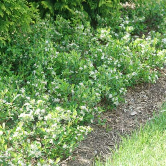 Best in Show: Aronia 'Groundhog'