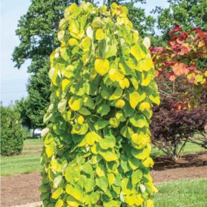 Best in Show: 'Golden Falls Redbud'