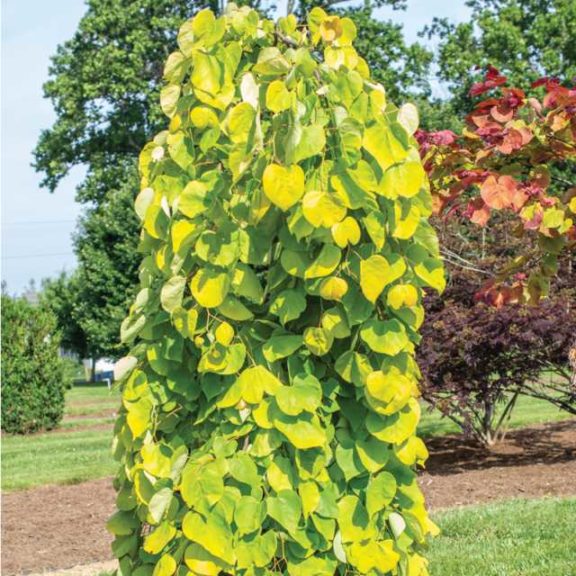 Best in Show: 'Golden Falls Redbud'