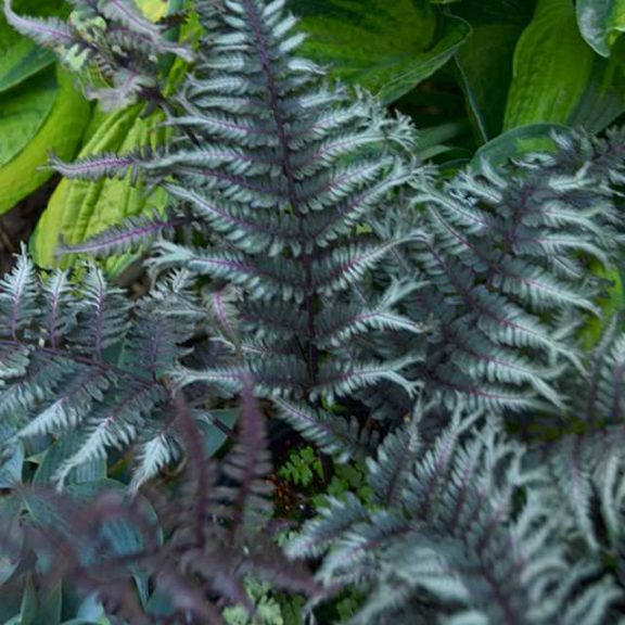 Best in Show: Japanese Painted Fern 'Crested Surf'