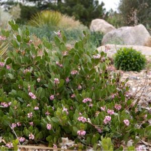 Best in Show: Manzanita 'Panchito'