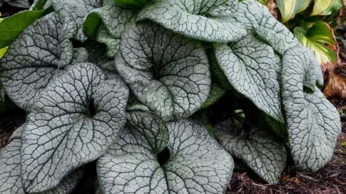 Seven Plant Varieties Selected as Fan Favorites at Farwest 2019