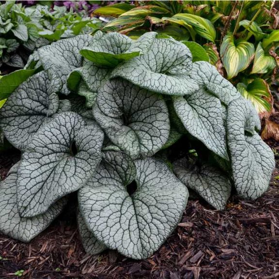 People's Choice: Brunnera 'Queen of Hearts'