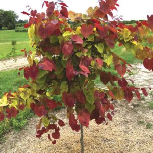 People's Choice: 'Flame Thrower Redbud'