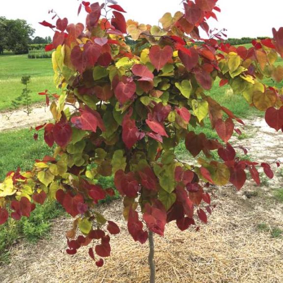 People's Choice: 'Flame Thrower Redbud'