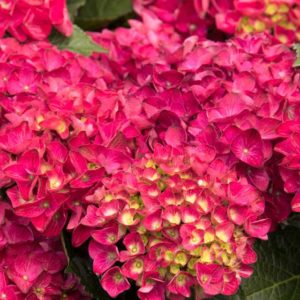 People's Choice: Hydrangea 'Seaside Serenade Cape Hatteras'