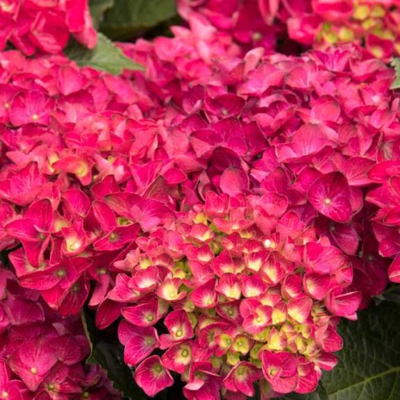 People's Choice: Hydrangea 'Seaside Serenade Cape Hatteras'