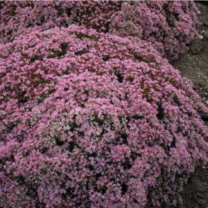 People's Choice: Sedum 'Rock 'n Grow Pride and Joy'