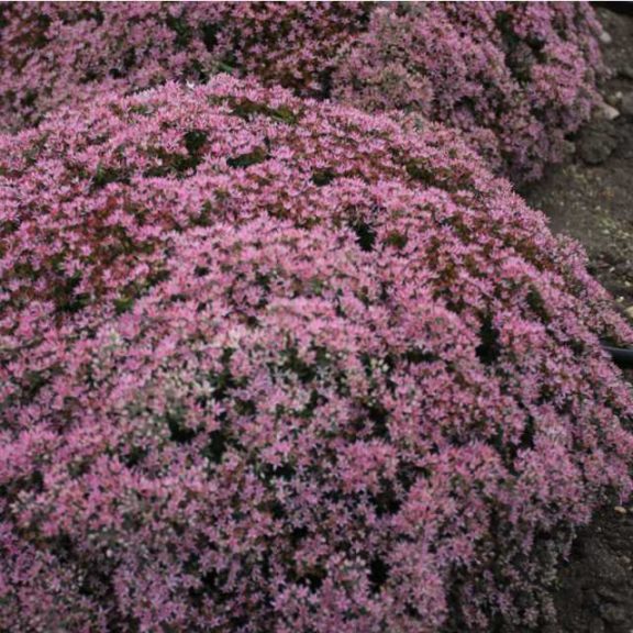 People's Choice: Sedum 'Rock 'n Grow Pride and Joy'
