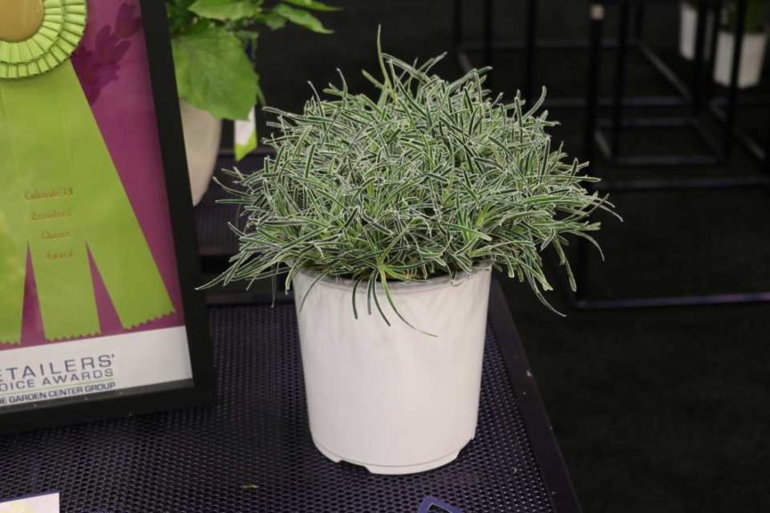 Ficinia truncata ‘Ice Crystal’ (Flamingo Holland)